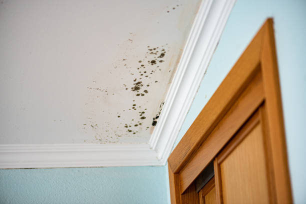 Best Commercial Mold Removal  in Piperton, TN